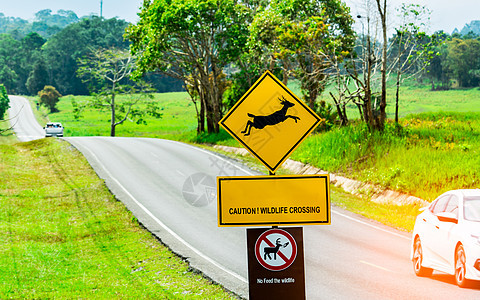 游客的汽车在黄色交通标志附近的柏油路上行驶时小心驾驶 鹿在标志内跳跃 并有警告野生动物穿越的信息 禁止喂食野生动物图片