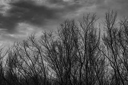 在黑暗的戏剧性灰色天空和云彩背景上现出轮廓死树的可怕死亡和和平概念 万圣节那天背景 黑色和白色的艺术和戏剧 绝望和绝望的概念寂寞图片