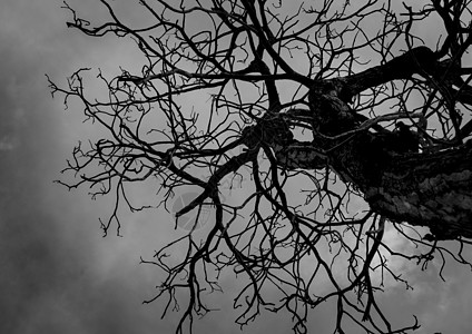 在黑暗的天空背景上现出轮廓死树的可怕或死亡 绝望和绝望的概念图片
