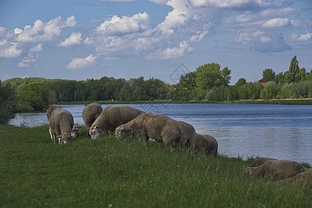 一群羊在河边吃草图片