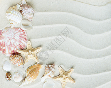 这些沙滩上的群星和海星贝类尖刺星星框架季节波纹动物热带蜗牛旅行图片