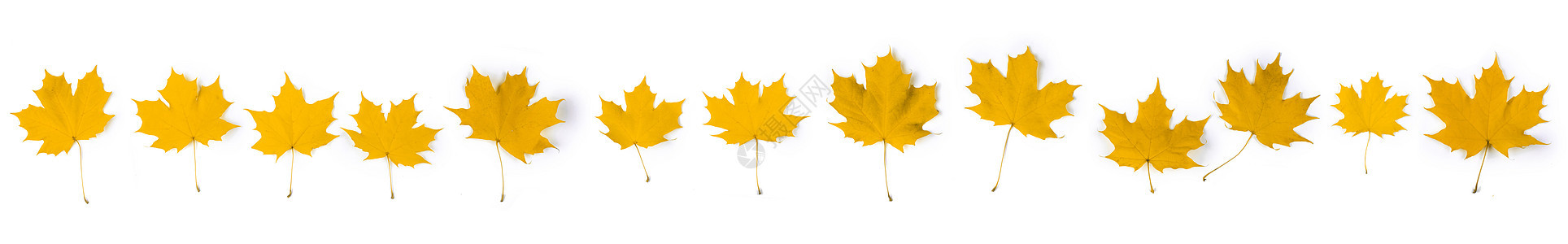 黄色秋秋叶叶子金子团体白色植物收藏季节性季节树叶图片
