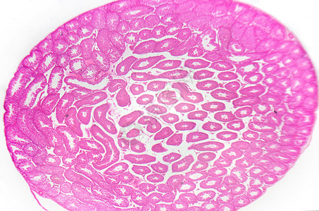 毛笔墨水显微镜摄影 Testis 半圆形管 横节技术组织学组织上皮男性卫生精母照片生育力精子背景