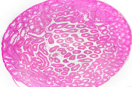显微镜摄影 Testis 半圆形管 横节技术组织学组织上皮男性卫生精母照片生育力精子图片