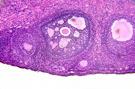 卵巢显微缩图 显示原始 初级和二级胎儿配子学习人体卵子生殖器大学药品卵泡细胞学女性图片