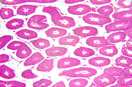 显微镜摄影 Testis 半圆形管 横节显微动物精子保健宏观生育力男性组织学技术科学图片