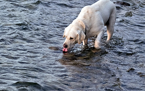 狗白色拉布拉多从湖里喝水图片