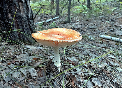 红蘑菇 拉丁名在森林中长大危险生物学毒菌荒野森林植物叶子宏观斑点季节图片