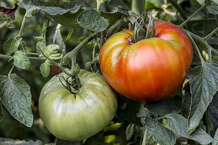 红绿番茄农业植物营养花园蔬菜西红柿叶子产品生长收成图片