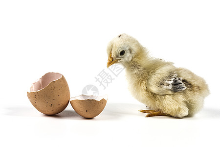 黄可爱动物特写鸡与蛋高清图片