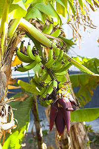 香蕉树森林花园营养水果太阳农场生长旅行棕榈藤蔓图片