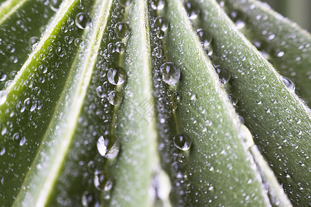 降雨反射气候叶子树叶植物阳光圆圈液体水滴环境图片