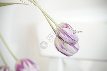 紫罗兰郁金花在明亮的房间室内装饰图片