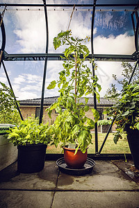 后院温室绿番茄厂图片