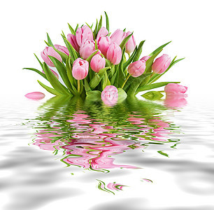 粉红色郁金香花的布束 在白色上与白隔绝 水面反射成一股水图片