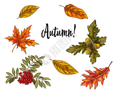 各种绿叶和橙叶以及白色背景中孤立的生长 季节性的秋天收集图示花园树叶橡子季节绘画分支机构森林橙子叶子收成图片