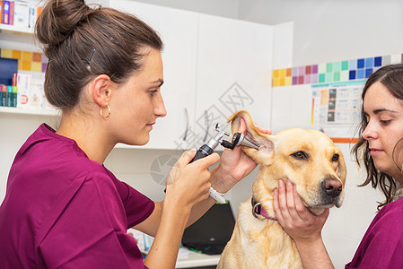 在兽医诊所对狗进行听力检查救护车工具人员耳朵帮助医生病人成人专家医院图片