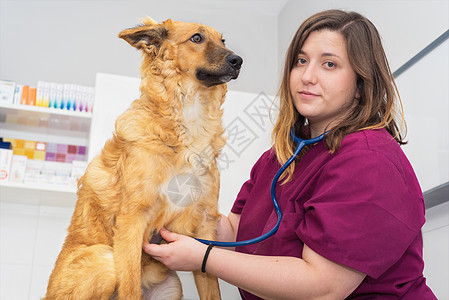 使用听诊器进行可爱狗检查的女兽医医生医院女性卫生考试耳朵职业健康宠物动物办公室图片