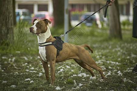 洛特韦勒犬训练坏狗赛狗标本朋友衣领皮带自信力量纳犬图片