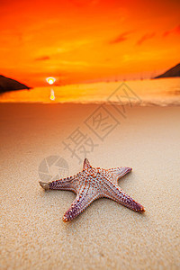 海星在海滩上天空日落海景星星海浪海星橙子天堂支撑海洋图片