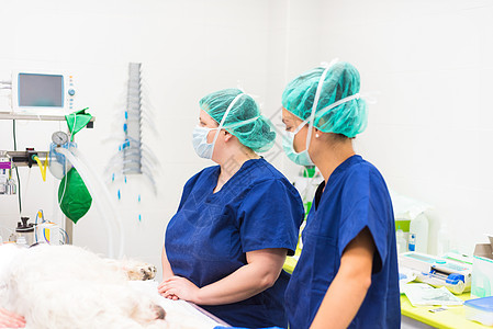 在职兽医外科医生小组助手技术女孩手术同事团队乐器剪刀女性卫生图片