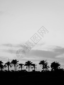 埃及 棕榈树 日落 光影的风景假期热带地平线海滩阳光天空海洋异国太阳日出图片