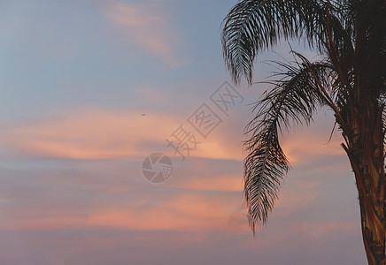 棕榈树 日落 光影的风景 埃及棕榈地平线情调旅行假期异国阳光晴天日出海洋图片