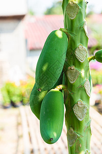 木瓜农场水果植物花园果园食物叶子饮食蔬菜热带图片