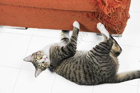白地板上的小猫抓橙色织布沙发图片