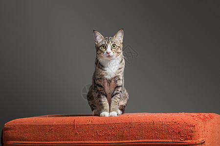 Kitten 坐在刮焦的橙色织布沙发上的上图片