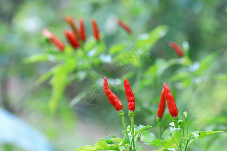 有机农场中的红辣椒食谱香料胡椒生长农业辣椒场地收成蔬菜美食图片