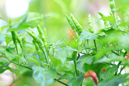 有机农场中的红辣椒叶子食谱胡椒农业辣椒场地蔬菜食物辣椒素宏观图片