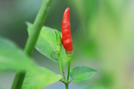 有机农场中的红辣椒蔬菜胡椒季节农业植物宏观生长食物辣椒素叶子图片