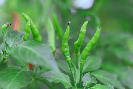 有机农场中的绿色辣椒烹饪植物季节宏观生长蔬菜食谱叶子胡椒香料图片