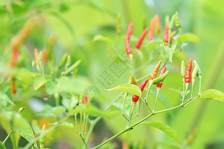 有机农场中的绿色辣椒生长收成食物辣椒素场地胡椒蔬菜香料食谱烹饪图片