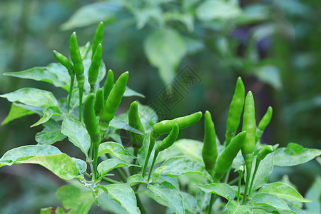 有机农场中的绿色辣椒生长辣椒素宏观植物叶子食谱香料场地胡椒收成图片