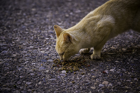 街头猫吃猫哺乳动物小猫动物食物胡同荒野垃圾毛皮石头猫科图片