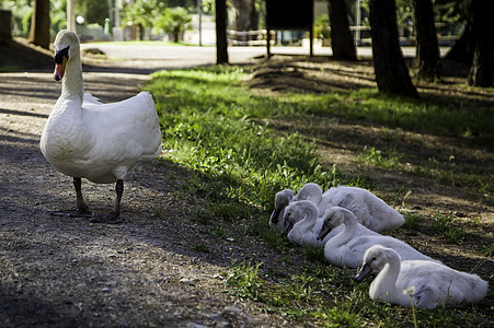 小白天鹅土地幼兽母亲父母支撑鸭子婴儿保护动物孩子们图片