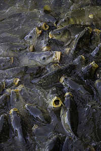 许多鱼吃很多鱼游泳蛇头野生动物鲶鱼荒野淡水生活食物鲨鱼动物图片