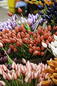 市场中的郁金香花店展示零售团体花束庆典销售植物群季节植物图片