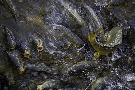 许多鱼吃很多鱼热带团体池塘游泳荒野淡水生活蛇头框架食物图片