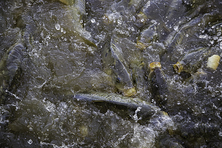 许多鱼吃很多鱼动物团体食物喂养框架野生动物钓鱼游泳鲶鱼海岸图片