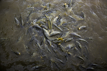 许多鱼吃很多鱼海岸热带动物橙子淡水荒野人群野生动物钓鱼食物图片