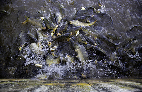 许多鱼吃很多鱼鲨鱼食物蛇头热带池塘动物钓鱼框架橙子荒野图片