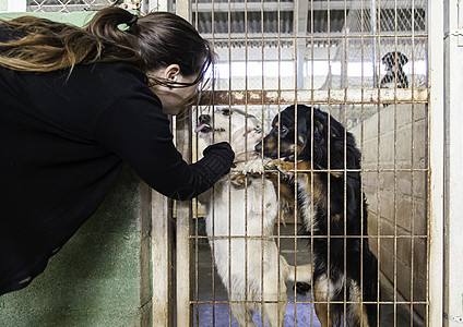 养老和被遗弃的狗犬类笼子锁定宠物动物庇护所女士猎犬流浪眼睛图片