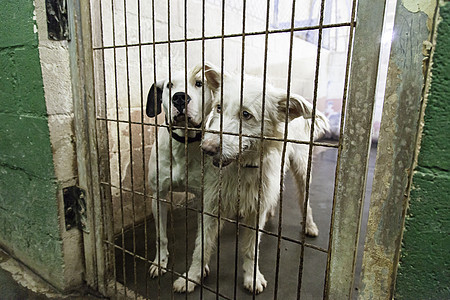 养老和被遗弃的狗锁定女士动物流浪栅栏小狗毛皮猎犬宠物金属图片