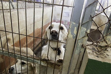 养老和被遗弃的狗金属锁定猎犬悲伤眼睛宠物哺乳动物庇护所犬类毛皮图片
