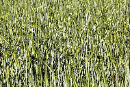小麦田收成日落玉米天空土地面包植物草地阳光场景图片