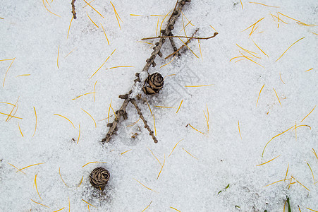 有一个凸起的分支躺在雪地上 texa 的地方谎言冰淇淋云杉松树季节森林装饰团体快乐传统图片