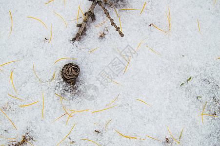 有一个凸起的分支躺在雪地上 texa 的地方谎言团体装饰云杉传统季节松树风格森林冰淇淋图片